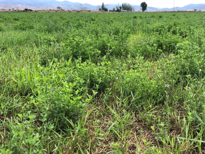 Nevada Ranch Land Farm Water Rights Horse Property For Sale - image 22