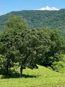 55.5 Surveyed Acres in Sneedville, TN For Sale - image 10
