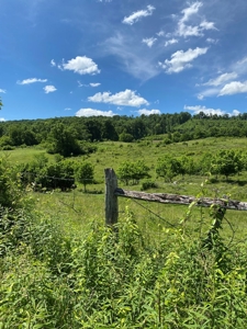55.5 Surveyed Acres in Sneedville, TN For Sale - image 2