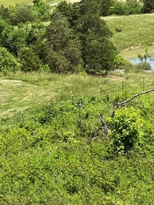 55.5 Surveyed Acres in Sneedville, TN For Sale - image 17