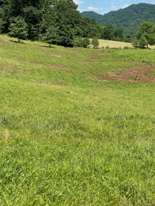 55.5 Surveyed Acres in Sneedville, TN For Sale - image 12