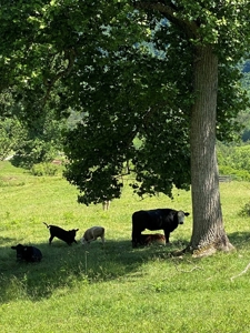 55.5 Surveyed Acres in Sneedville, TN For Sale - image 8