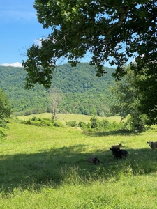 55.5 Surveyed Acres in Sneedville, TN For Sale - image 14