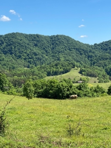 55.5 Surveyed Acres in Sneedville, TN For Sale - image 9