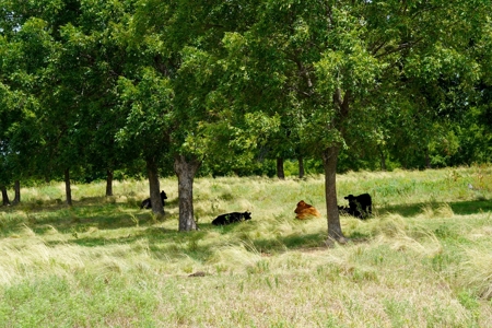 Central Oklahoma Ranch For Sale, Lincoln County - image 1