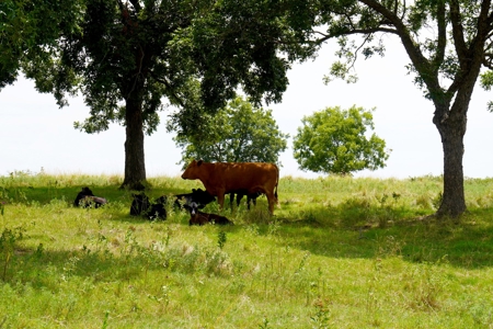 Central Oklahoma Ranch For Sale, Lincoln County - image 2