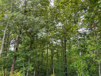 95 Acres Hunting Land for Sale in Hinds County, MS - image 38