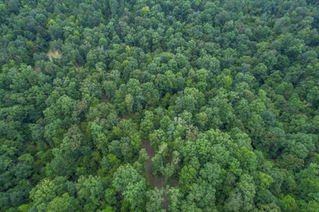 95 Acres Hunting Land for Sale in Hinds County, MS - image 5