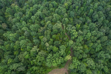 95 Acres Hunting Land for Sale in Hinds County, MS - image 4