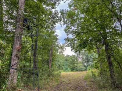 95 Acres Hunting Land for Sale in Hinds County, MS - image 35