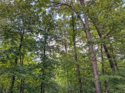 95 Acres Hunting Land for Sale in Hinds County, MS - image 29