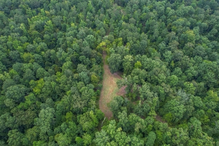 95 Acres Hunting Land for Sale in Hinds County, MS - image 6