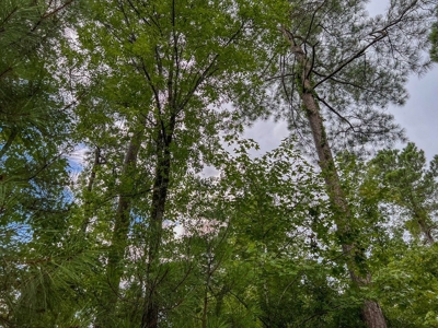 95 Acres Hunting Land for Sale in Hinds County, MS - image 24