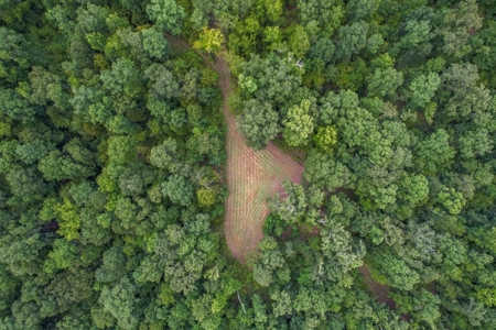 95 Acres Hunting Land for Sale in Hinds County, MS - image 7