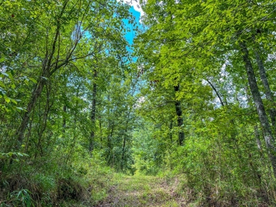 95 Acres Hunting Land for Sale in Hinds County, MS - image 39