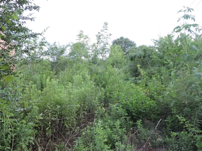 1 Acre Lot - image 3