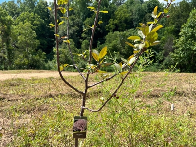 2 Acres For Sale in Mosheim, TN - image 13