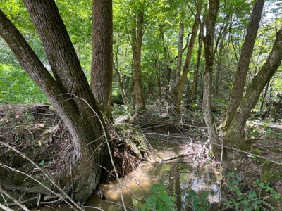 2 Acres For Sale in Mosheim, TN - image 5