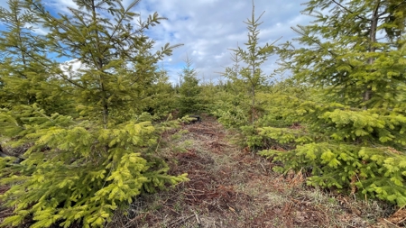 Land for Sale in Clearwater County, ID - image 9