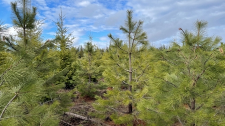 Land for Sale in Clearwater County, ID - image 13