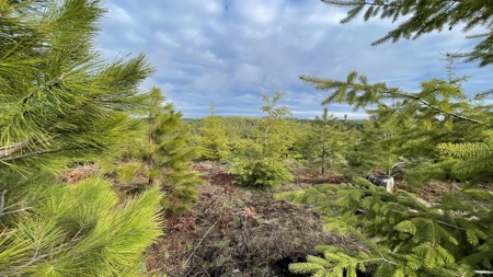 Land for Sale in Clearwater County, ID - image 8