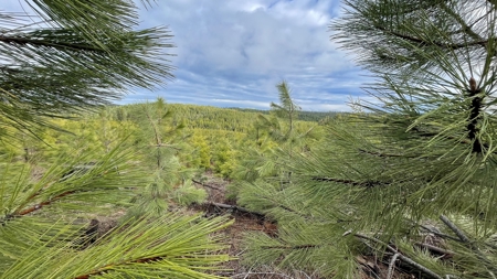 Land for Sale in Clearwater County, ID - image 11