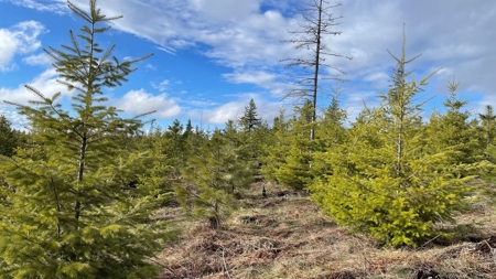 Land for Sale in Clearwater County, ID - image 1