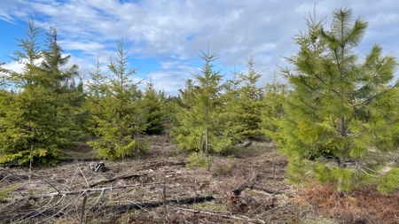 Land for Sale in Clearwater County, ID - image 5
