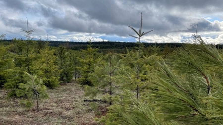 Land for Sale in Clearwater County, ID - image 19