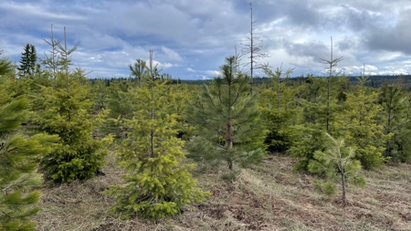 Land for Sale in Clearwater County, ID - image 18