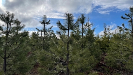 Land for Sale in Clearwater County, ID - image 14