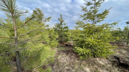 Land for Sale in Clearwater County, ID - image 7