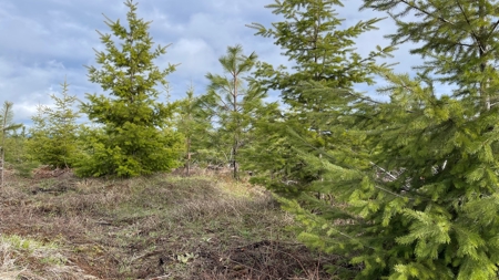 Land for Sale in Clearwater County, ID - image 6