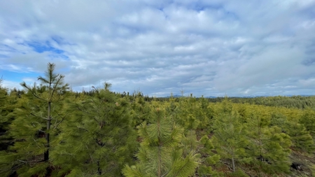 Land for Sale in Clearwater County, ID - image 15