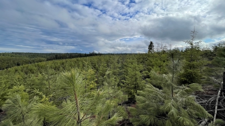 Land for Sale in Clearwater County, ID - image 16