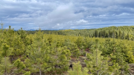 Land for Sale in Clearwater County, ID - image 12