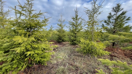Land for Sale in Clearwater County, ID - image 10