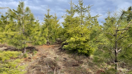 Land for Sale in Clearwater County, ID - image 4
