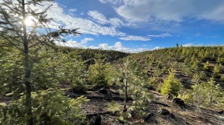 Recreational Land for Sale in Clearwater County, Idaho - image 16