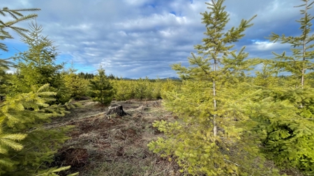 Recreational Land for Sale in Clearwater County, Idaho - image 8