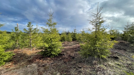 Recreational Land for Sale in Clearwater County, Idaho - image 9