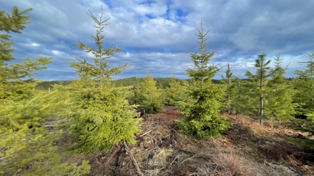 Recreational Land for Sale in Clearwater County, Idaho - image 7