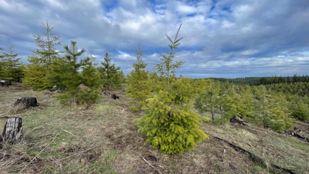 Recreational Land for Sale in Clearwater County, Idaho - image 2