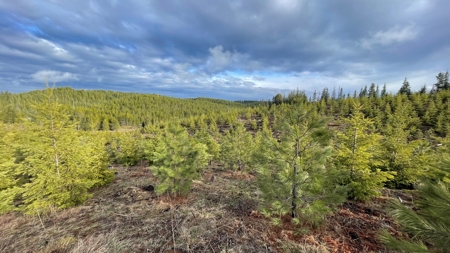 Recreational Land for Sale in Clearwater County, Idaho - image 12