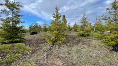Recreational Land for Sale in Clearwater County, Idaho - image 3