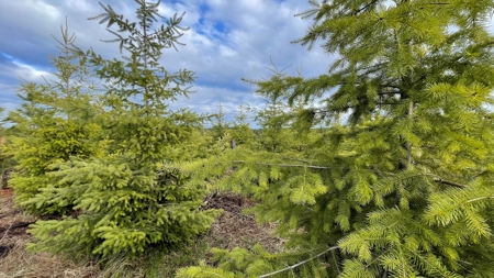 Recreational Land for Sale in Clearwater County, Idaho - image 5