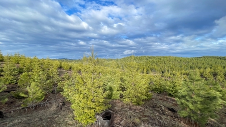 Recreational Land for Sale in Clearwater County, Idaho - image 11