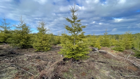 Recreational Land for Sale in Clearwater County, Idaho - image 6