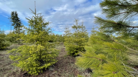 Recreational Land for Sale in Clearwater County, Idaho - image 4