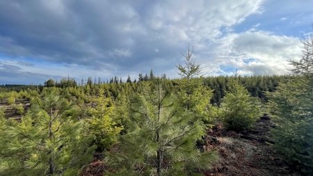 Recreational Land for Sale in Clearwater County, Idaho - image 13